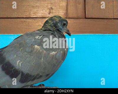 Photo D Un Bebe Pigeon En Frene Son Nom Scientifique Columbidae Photo Stock Alamy