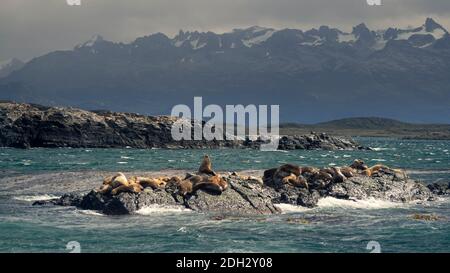 Petit îlot avec lions de mer en face de la ville d'Ushuaia Argentine, canal Beagle Banque D'Images