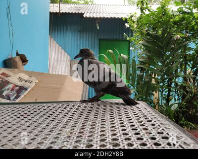 Photo D Un Bebe Pigeon En Frene Son Nom Scientifique Columbidae Photo Stock Alamy