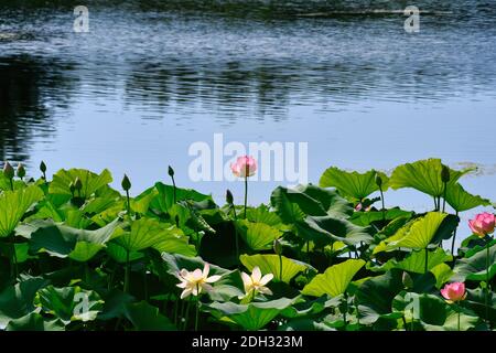 Les lilas roses et blanches sont entourées de végétation luxuriante et de grande taille Feuilles vertes avec de l'eau ondulée en arrière-plan Banque D'Images