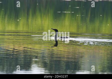 Oiseaux cormorans à dédoublement nageant dans le lac à l'aube du matin Soleil levant Shining et Glising Off Wet Back Banque D'Images