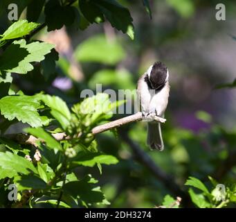 Oiseau de chickadee à capuchon noir perché sur la branche avec graine de tournesol tenue Dans ses pieds sur le point de le fissurer ouvert Banque D'Images