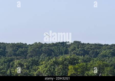 Oiseau de la Sterne Caspienne surplombant la forêt verte d'arbres dans Arrière-plan Banque D'Images
