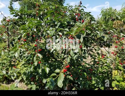 Fruits mûrs à la cerise aigre dans un arbre, prêts à cueillir. Banque D'Images
