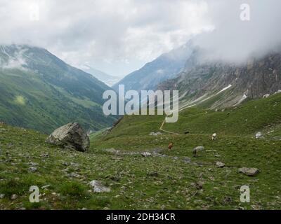 Vue sur la vallée de Stubaital et la prairie alpine avec vaches en pâturage sur le sentier de randonnée de Stubai, Stubai Hohenweg, paysage alpin des Alpes du Tyrol, Autriche. Été Banque D'Images