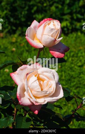Deux bourgeons de roses rose tendre dans le jardin d'été Banque D'Images