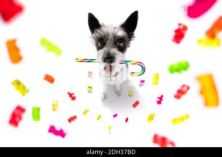 Chien de terrier de Poodle mange des sucreries sucrées , à mâcher , gomme à bulles , isolé sur fond blanc Banque D'Images