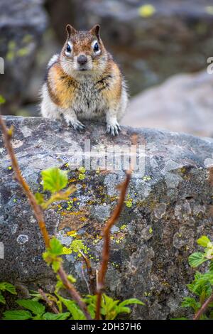 Un moins Chipmunk dans le parc national de Yellowstone, Wyoming Banque D'Images