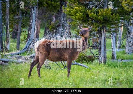 Un jeune élan dans le parc national de Yellowstone, Wyoming Banque D'Images