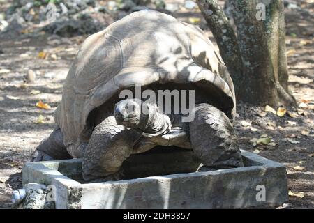 Tortue géante sur l'île aux Aigrettes, Maurice Banque D'Images