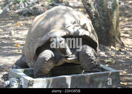 Tortue géante sur l'île aux Aigrettes, Maurice Banque D'Images