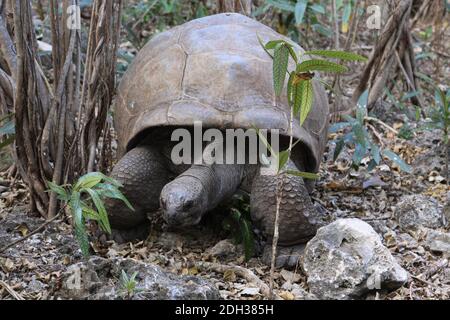 Tortue géante sur l'île aux Aigrettes, Maurice Banque D'Images