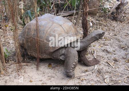 Tortue géante sur l'île aux Aigrettes, Maurice Banque D'Images