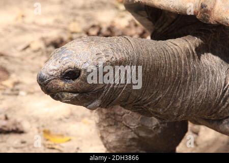 Tortue géante sur l'île aux Aigrettes, Maurice Banque D'Images