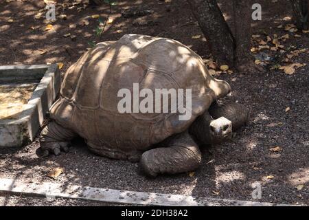 Tortue géante sur l'île aux Aigrettes, Maurice Banque D'Images