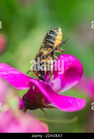 Un plan macro sur une feuille cutter bee la collecte du pollen d'une fleur de pois. Banque D'Images
