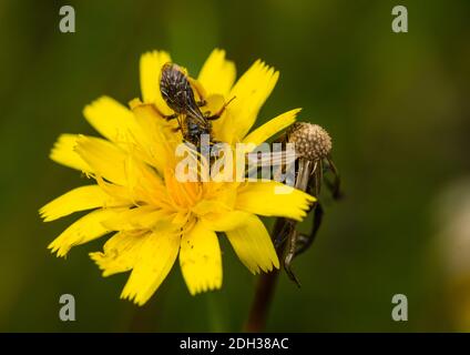 Photo macro d'un petit aéroglisseur qui recueille le pollen d'une mauvaise herbe. Banque D'Images