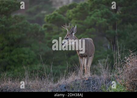 Un jeune cerf Buck observe à Port Orford, Oregon Banque D'Images