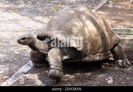 Tortue géante sur l'île aux Aigrettes, Maurice Banque D'Images