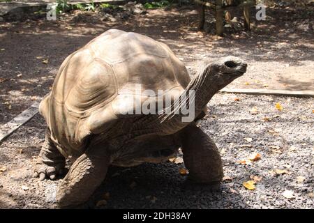 Tortue géante sur l'île aux Aigrettes, Maurice Banque D'Images