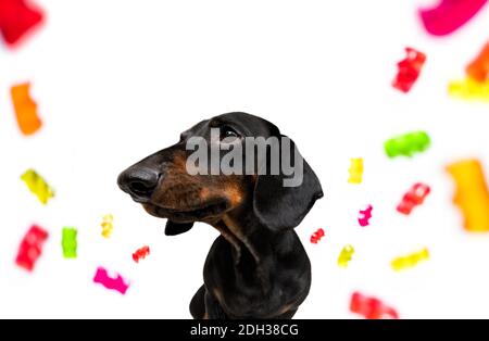 dachshund mangeant des sucreries sucrées et mâchant de la gomme à bulles, isolée sur fond blanc dans la bouche Banque D'Images