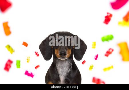 dachshund mangeant des sucreries sucrées et mâchant de la gomme à bulles, isolée sur fond blanc dans la bouche Banque D'Images