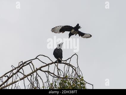 Un cliché d'un magpie juvénile et d'un chaquew qui s'écrasent sur un perchoir dans un arbre. Banque D'Images