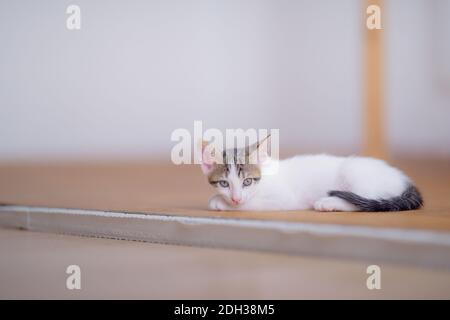 Un bébé chaton d'un mois a l'air curieux Banque D'Images