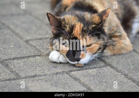 Vue de trois chats de couleur sur un sol en béton Banque D'Images