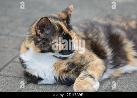 Vue de trois chats de couleur sur un sol en béton Banque D'Images