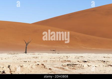 Dunes et acacia morts dans le désert du Namib, Dead Vlei, Sossusvlei, Namibie, Afrique. Banque D'Images