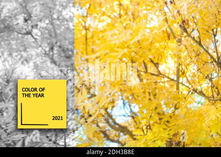 L'automne jaune vif laisse le fond avec la partie grise tendance. Couleur du concept de l'année. Couleur 2021. Banque D'Images