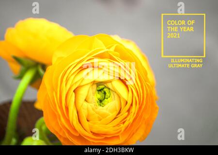 Magnifique ranunculus jaune lumineux sur fond gris. Concept Color 2021. Banque D'Images
