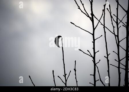 Une seule feuille s'accroche à un poirier lors d'une journée d'hiver froide et nuageux dans le sud-ouest américain. Banque D'Images