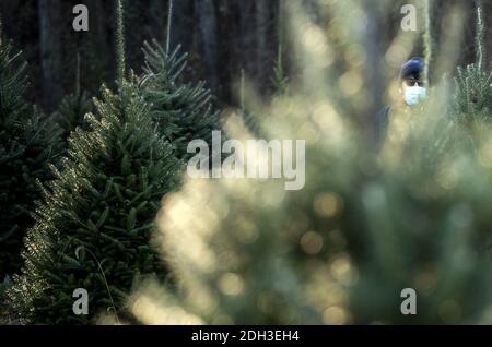 Germantown, États-Unis. 09e décembre 2020. Une personne porte un masque lorsqu'elle cherche un arbre à réduire dans une ferme d'arbres de Noël à Germantown, Maryland, le 6 décembre 2020. La nation est confrontée à une pénurie d'arbres de Noël en raison de diverses raisons que certains suggèrent peut être causée par la pandémie COVID-19, les incendies de forêt en Californie et le ralentissement économique passé qui a forcé les producteurs à quitter l'entreprise. Photo de Kevin Dietsch/UPI crédit: UPI/Alay Live News Banque D'Images