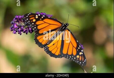 Un papillon monarque s'est reposé sur une fleur de papillon mauve bien nommée dans le jardin. Banque D'Images