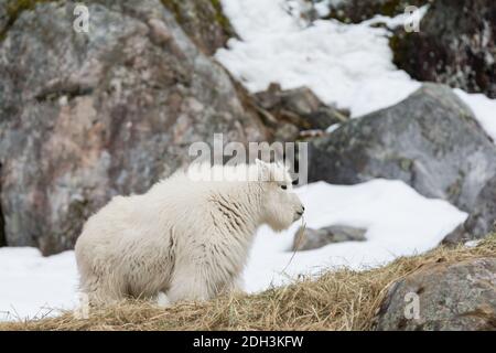 En hiver, une chèvre de montagne blanche se dresse sur la colline rocheuse du nord du Québec. Banque D'Images