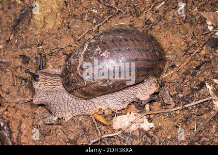 Escargot de Panda géant sur fond de forêt tropicale Banque D'Images