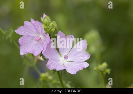 Musk Mallow, Malva moschata Banque D'Images