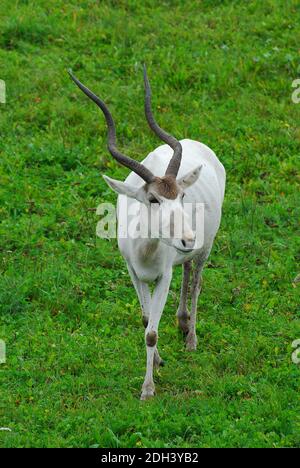 L'ANTILOPE BLANCHE, screwhorn mendeszantilop Mendesantilope, antilope, Addax Addax nasomaculatus,, Banque D'Images