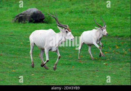 L'ANTILOPE BLANCHE, screwhorn mendeszantilop Mendesantilope, antilope, Addax Addax nasomaculatus,, Banque D'Images