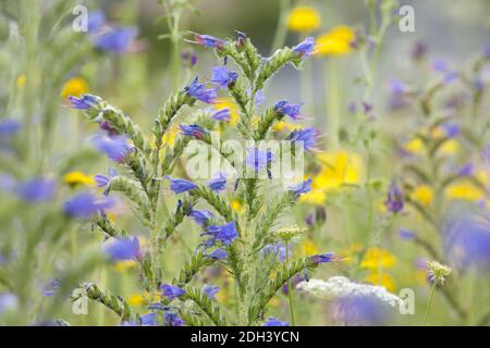 Le brillant de Viper, Echium vulgare Banque D'Images