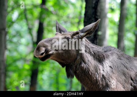 orignal (Amérique du Nord), élan (Eurasie), Elch, Alces alces, jávorszarvas Banque D'Images