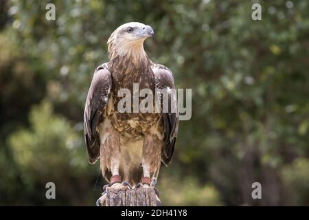 Aigle marin à ventre blanc pour mineurs en captivité Banque D'Images