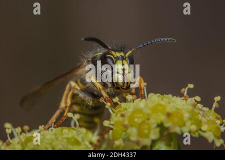 Guêpe saxonne saxonne 'Dolichovespula saxonica' Banque D'Images