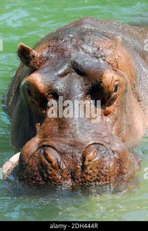 Hippopotamus, Flusspferd, Nilpferd, Großflusspferd, Hippopotamus amphibius, nílusi víziló Banque D'Images