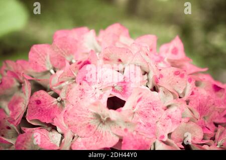 Un cliché sélectif d'hortensias roses Banque D'Images