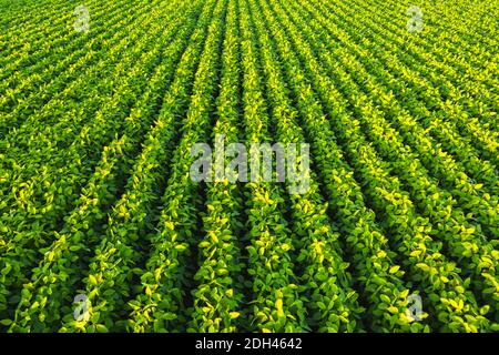 Champ de soja avec des rangées de graines de soja. Vue aérienne Banque D'Images