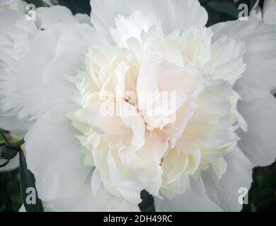 Belle fleur de pivoine blanche entre les feuilles vertes Banque D'Images