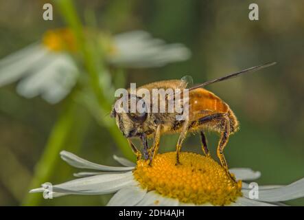 Mouche de drone 'Eristalis tenax' Banque D'Images